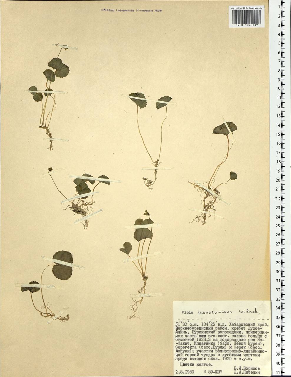 Viola kusnezowiana W. Becker, Siberia, Russian Far East (S6) (Russia)