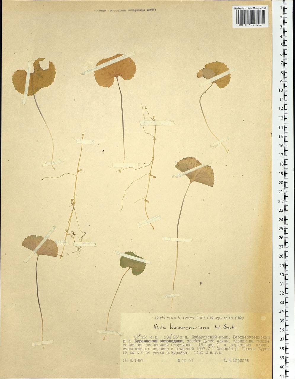 Viola kusnezowiana W. Becker, Siberia, Russian Far East (S6) (Russia)