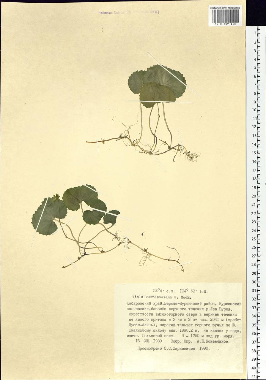 Viola kusnezowiana W. Becker, Siberia, Russian Far East (S6) (Russia)