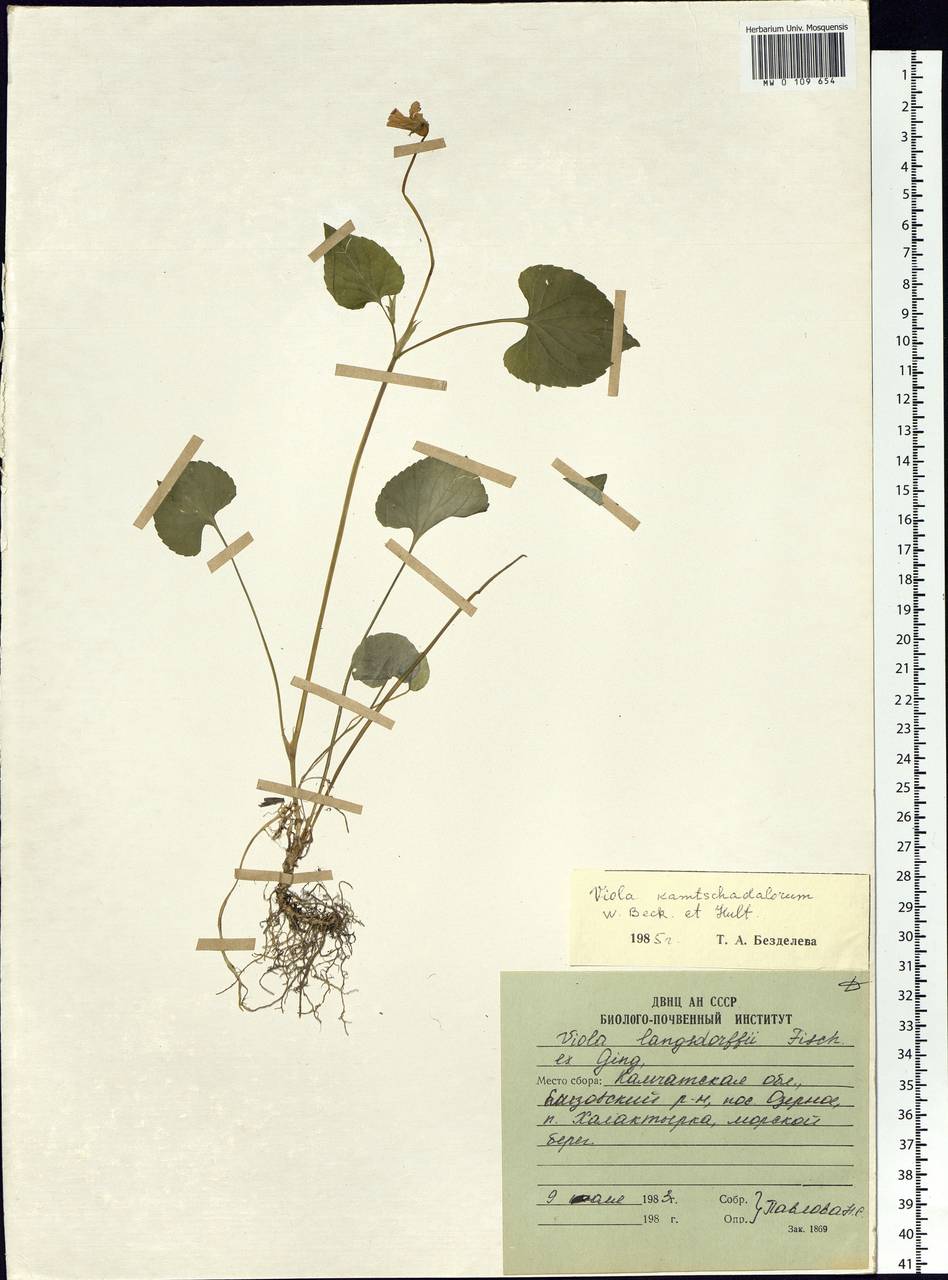Viola langsdorfii subsp. sachalinensis W. Becker, Siberia, Chukotka & Kamchatka (S7) (Russia)