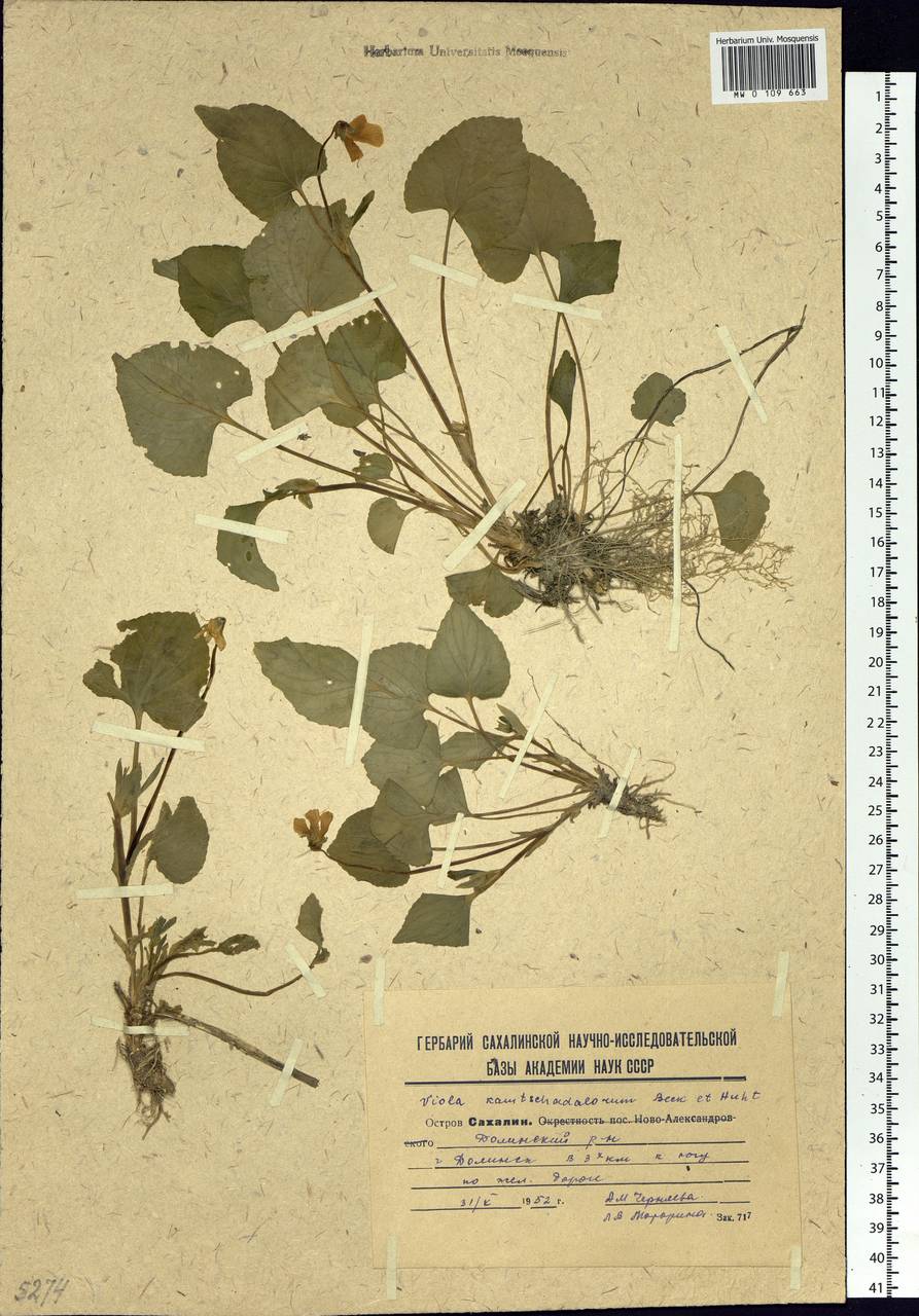 Viola langsdorfii subsp. sachalinensis W. Becker, Siberia, Russian Far East (S6) (Russia)