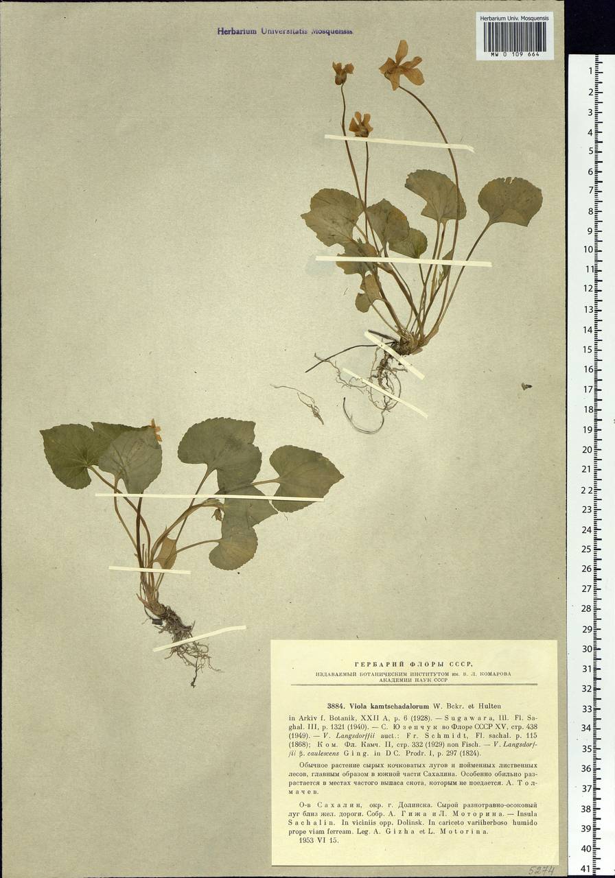 Viola langsdorfii subsp. sachalinensis W. Becker, Siberia, Russian Far East (S6) (Russia)