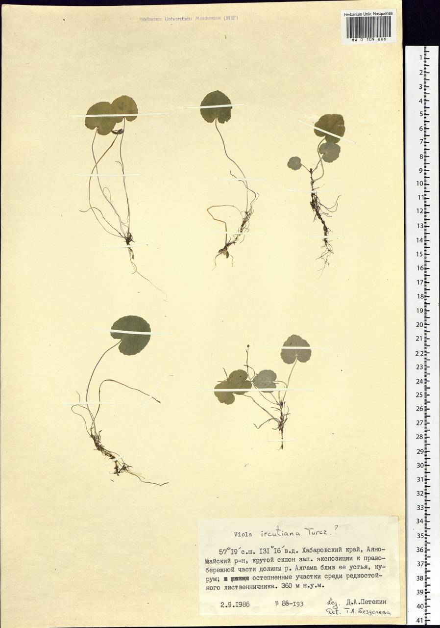 Viola tenuicornis subsp. ircutiana (Turcz.) Espeut, Siberia, Russian Far East (S6) (Russia)