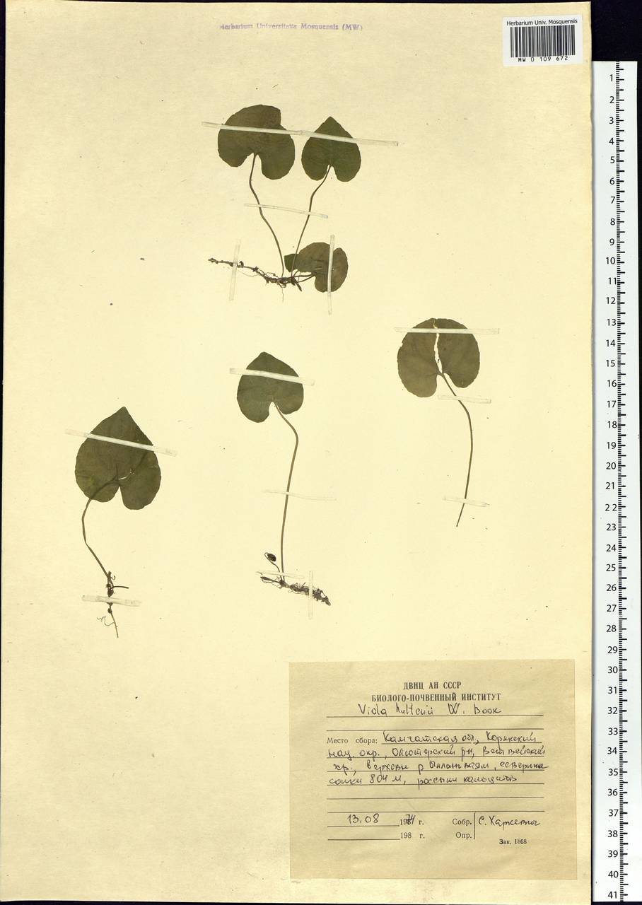 Viola hultenii W. Becker, Siberia, Chukotka & Kamchatka (S7) (Russia)