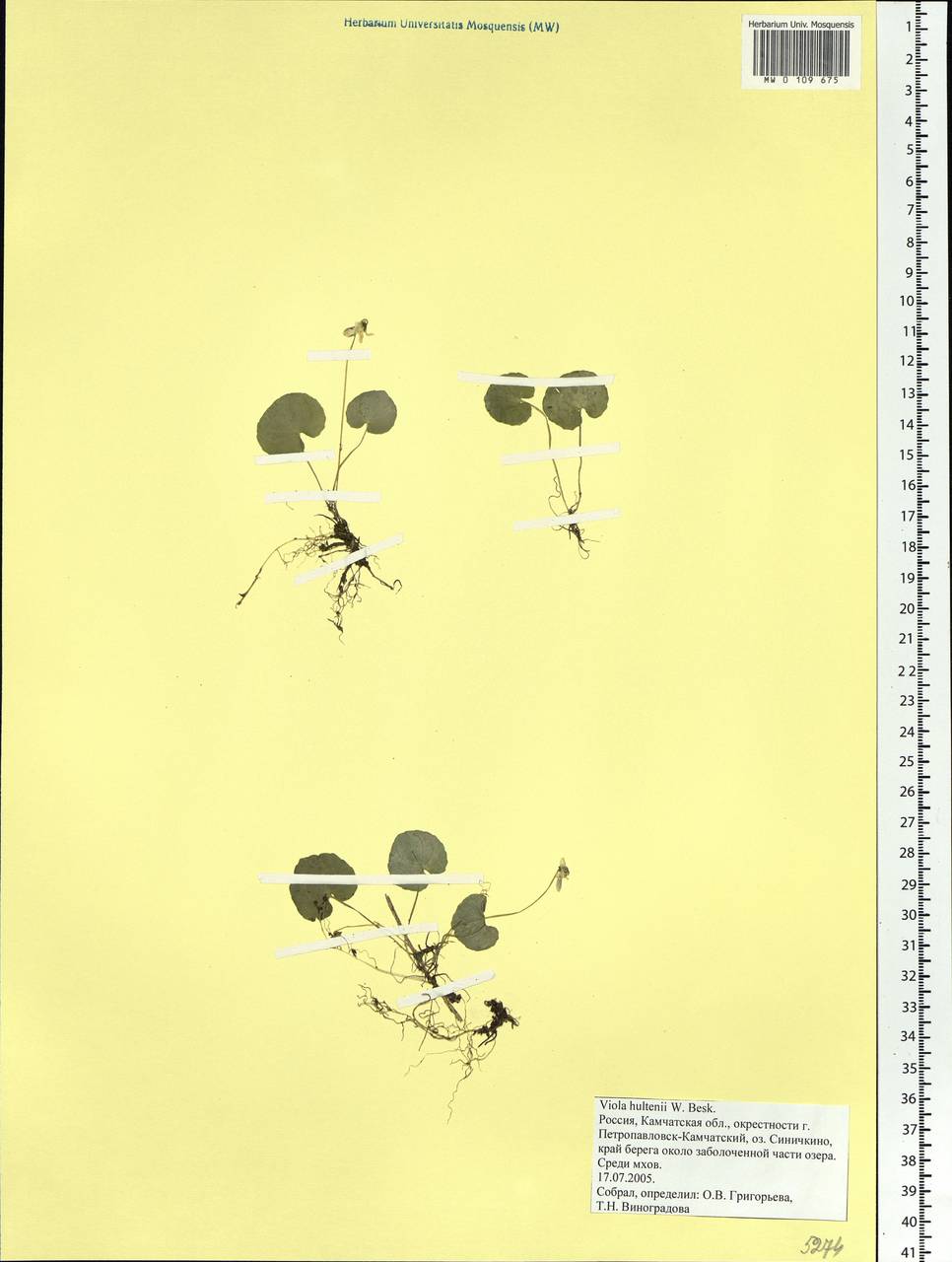 Viola hultenii W. Becker, Siberia, Chukotka & Kamchatka (S7) (Russia)