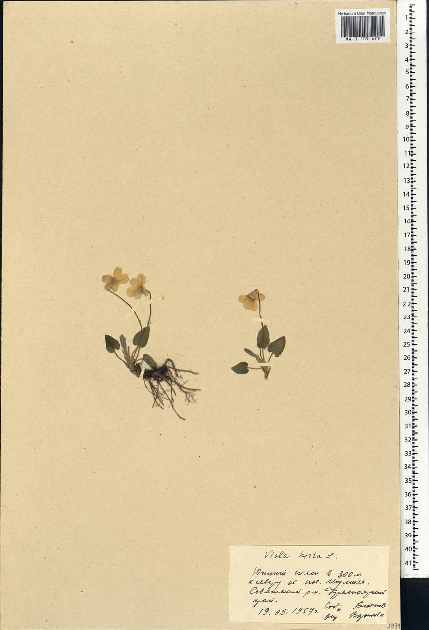 Viola hirta L., Siberia, Central Siberia (S3) (Russia)