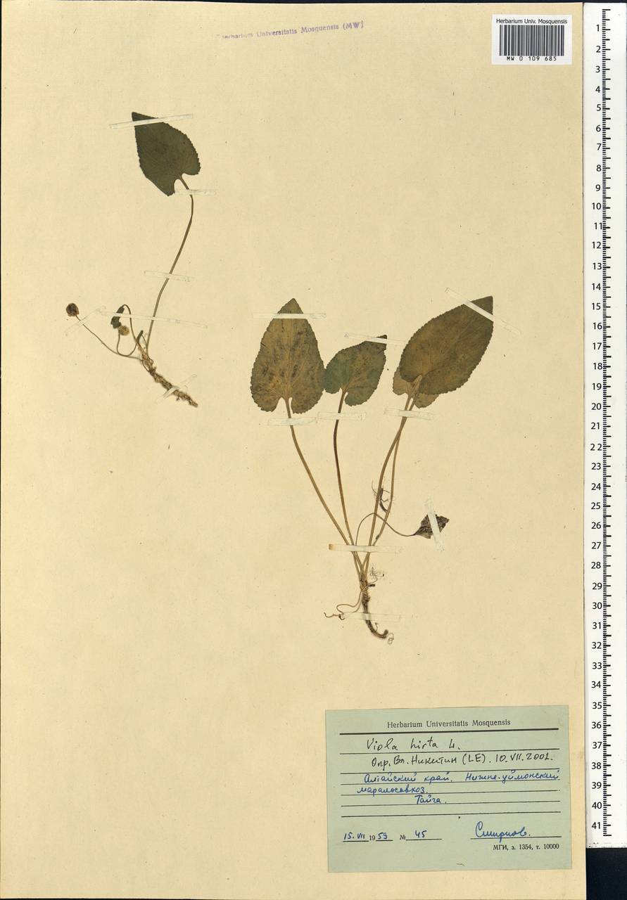 Viola hirta L., Siberia, Altai & Sayany Mountains (S2) (Russia)