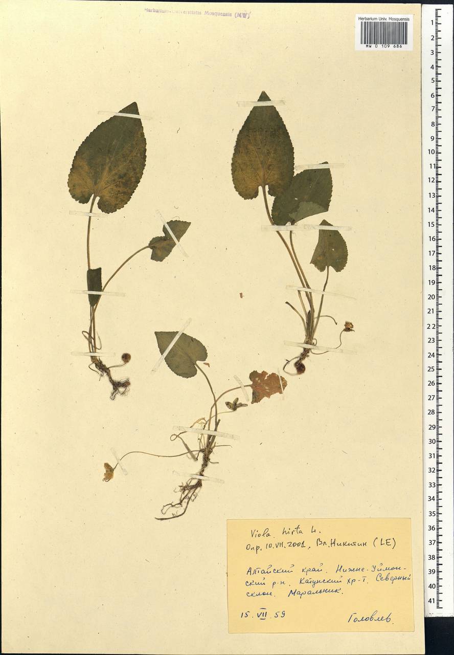 Viola hirta L., Siberia, Altai & Sayany Mountains (S2) (Russia)