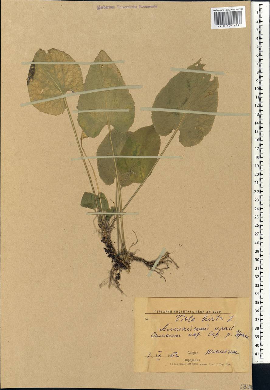 Viola hirta L., Middle Asia, Caspian Ustyurt & Northern Aralia (M8) (Kazakhstan)