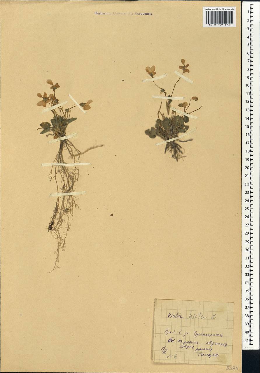 Viola hirta L., Siberia, Altai & Sayany Mountains (S2) (Russia)
