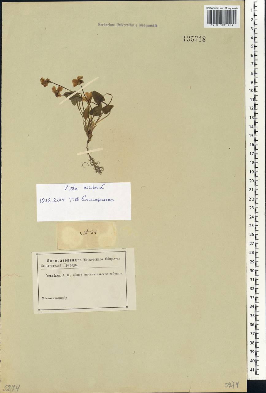 Viola hirta L., Siberia (no precise locality) (S0) (Russia)