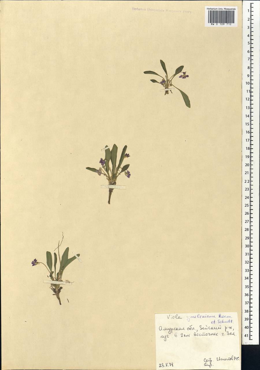 Viola gmeliniana Roem. & Schult., Siberia, Russian Far East (S6) (Russia)