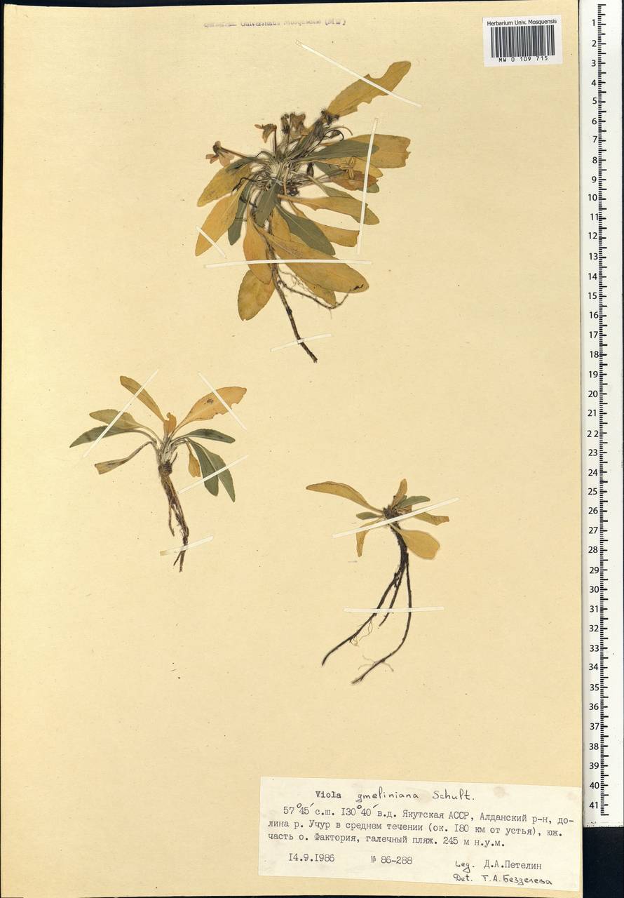 Viola gmeliniana Roem. & Schult., Siberia, Yakutia (S5) (Russia)