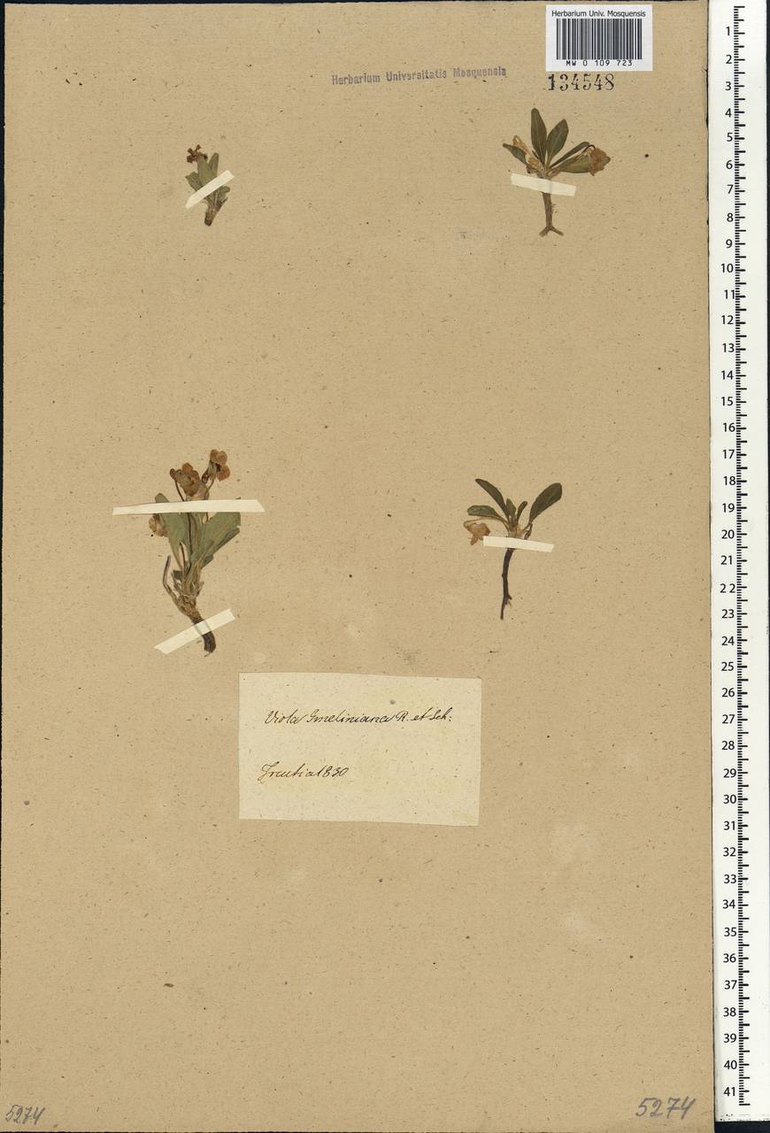 Viola gmeliniana Roem. & Schult., Siberia, Baikal & Transbaikal region (S4) (Russia)