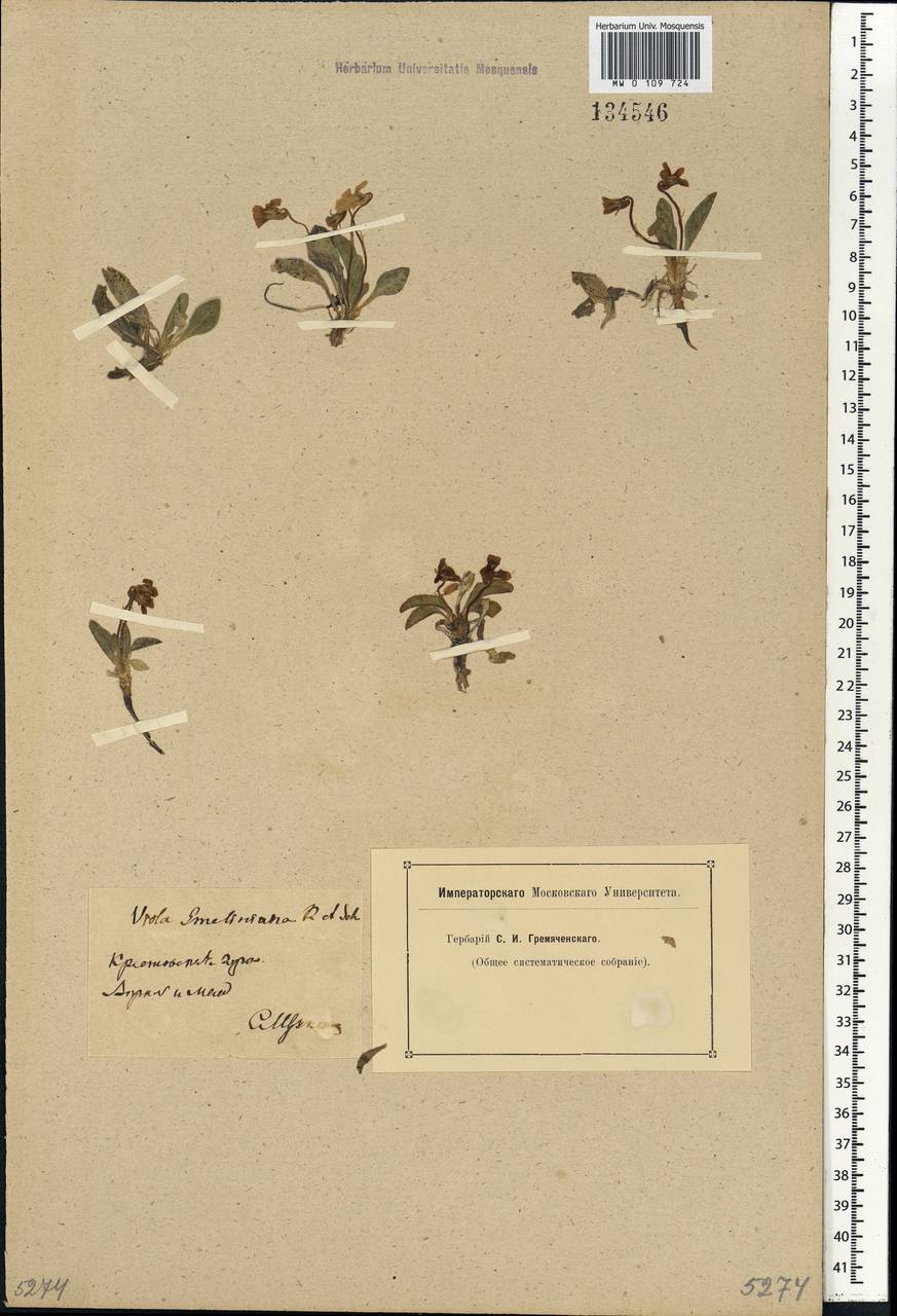 Viola gmeliniana Roem. & Schult., Siberia, Baikal & Transbaikal region (S4) (Russia)
