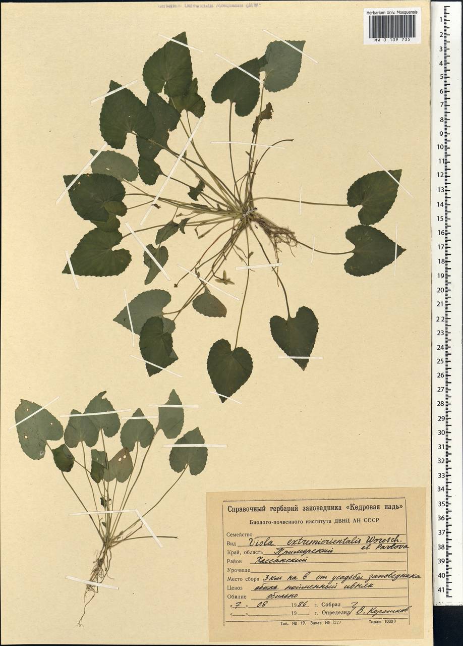 Viola tokubuchiana Makino, Siberia, Russian Far East (S6) (Russia)