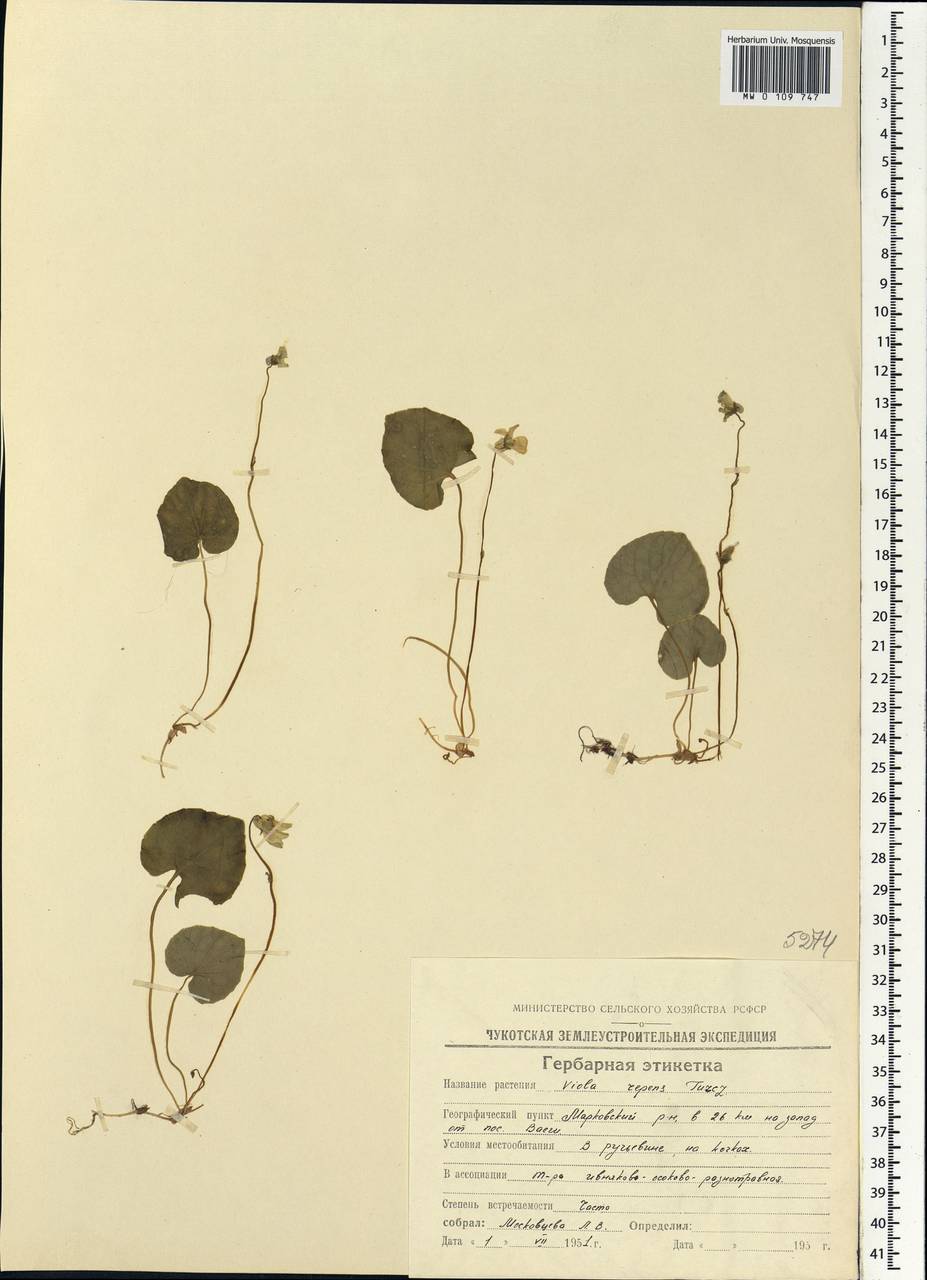 Viola epipsila subsp. repens (Turcz.) W. Becker, Siberia, Chukotka & Kamchatka (S7) (Russia)