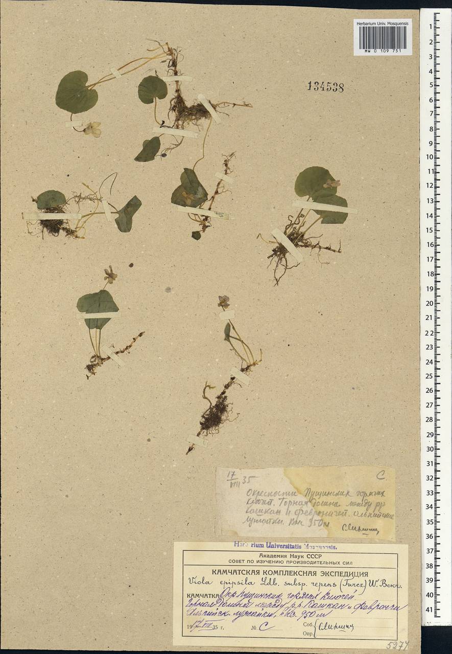 Viola epipsila subsp. repens (Turcz.) W. Becker, Siberia, Chukotka & Kamchatka (S7) (Russia)