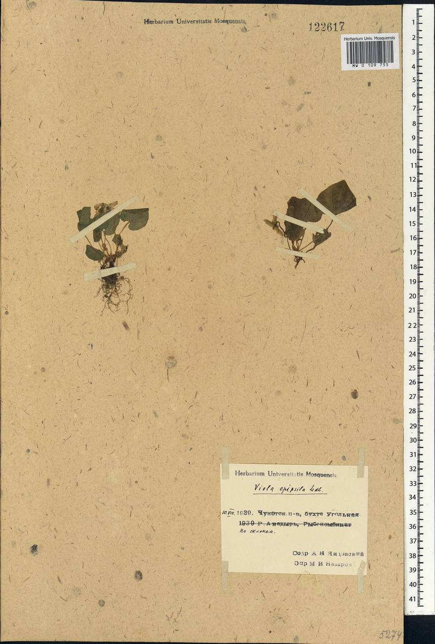 Viola epipsila subsp. repens (Turcz.) W. Becker, Siberia, Chukotka & Kamchatka (S7) (Russia)