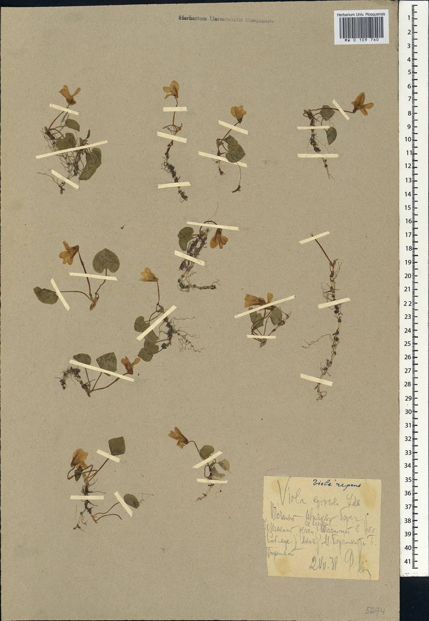 Viola epipsila subsp. repens (Turcz.) W. Becker, Siberia, Chukotka & Kamchatka (S7) (Russia)
