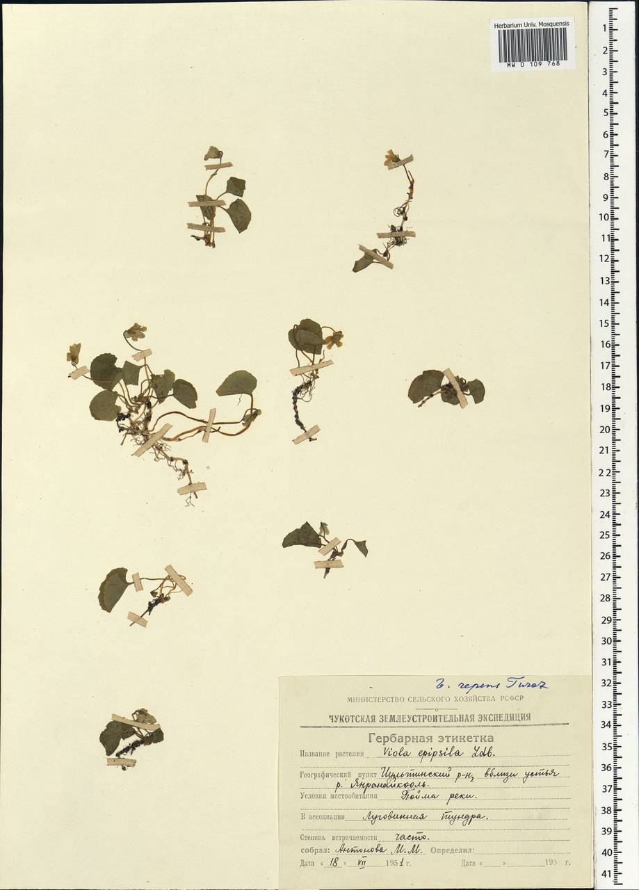 Viola epipsila subsp. repens (Turcz.) W. Becker, Siberia, Chukotka & Kamchatka (S7) (Russia)