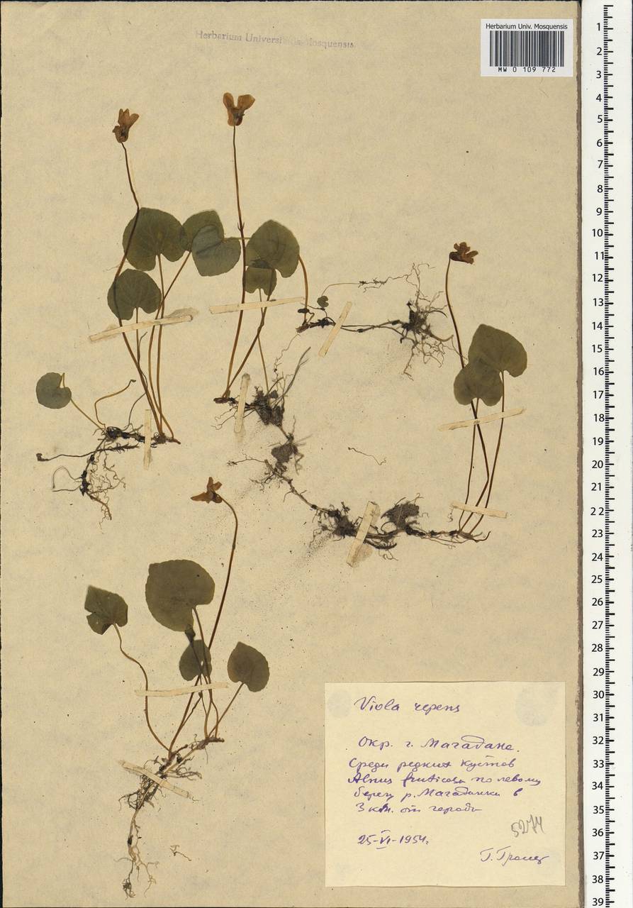 Viola epipsila subsp. repens (Turcz.) W. Becker, Siberia, Chukotka & Kamchatka (S7) (Russia)