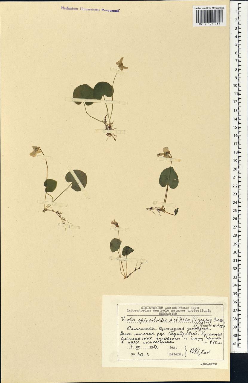 Viola epipsila subsp. repens (Turcz.) W. Becker, Siberia, Chukotka & Kamchatka (S7) (Russia)