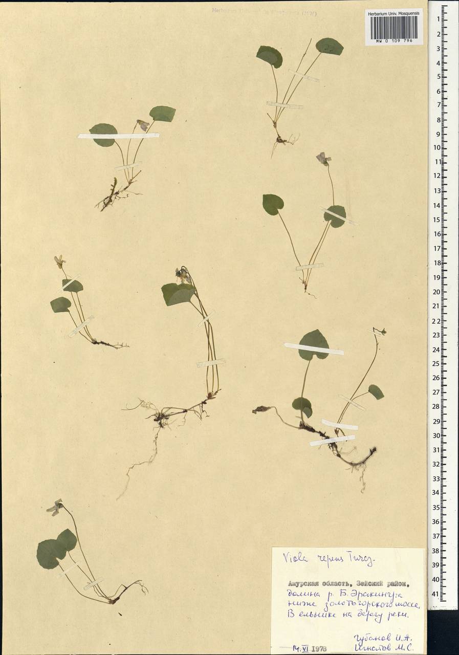 Viola epipsila subsp. repens (Turcz.) W. Becker, Siberia, Russian Far East (S6) (Russia)