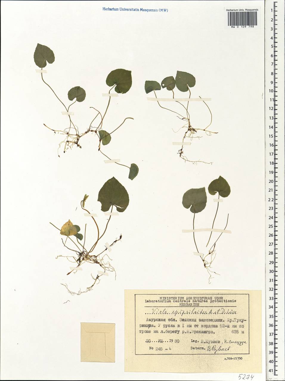 Viola epipsila subsp. repens (Turcz.) W. Becker, Siberia, Russian Far East (S6) (Russia)