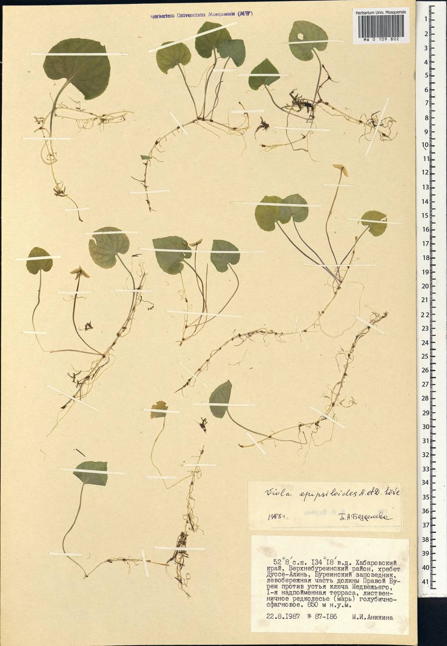 Viola epipsila subsp. repens (Turcz.) W. Becker, Siberia, Russian Far East (S6) (Russia)