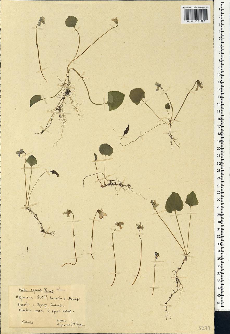 Viola epipsila subsp. repens (Turcz.) W. Becker, Siberia, Yakutia (S5) (Russia)