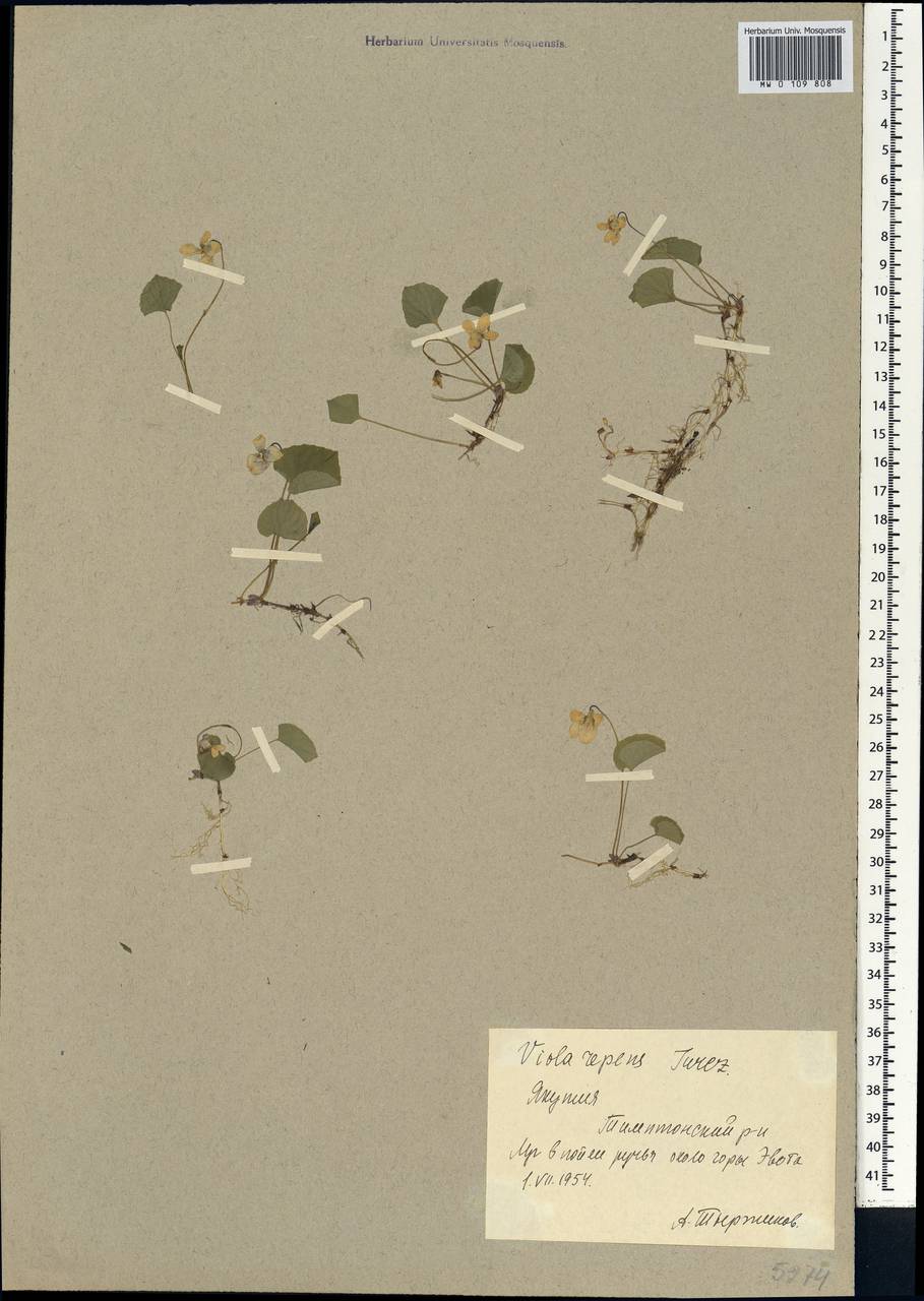 Viola epipsila subsp. repens (Turcz.) W. Becker, Siberia, Yakutia (S5) (Russia)