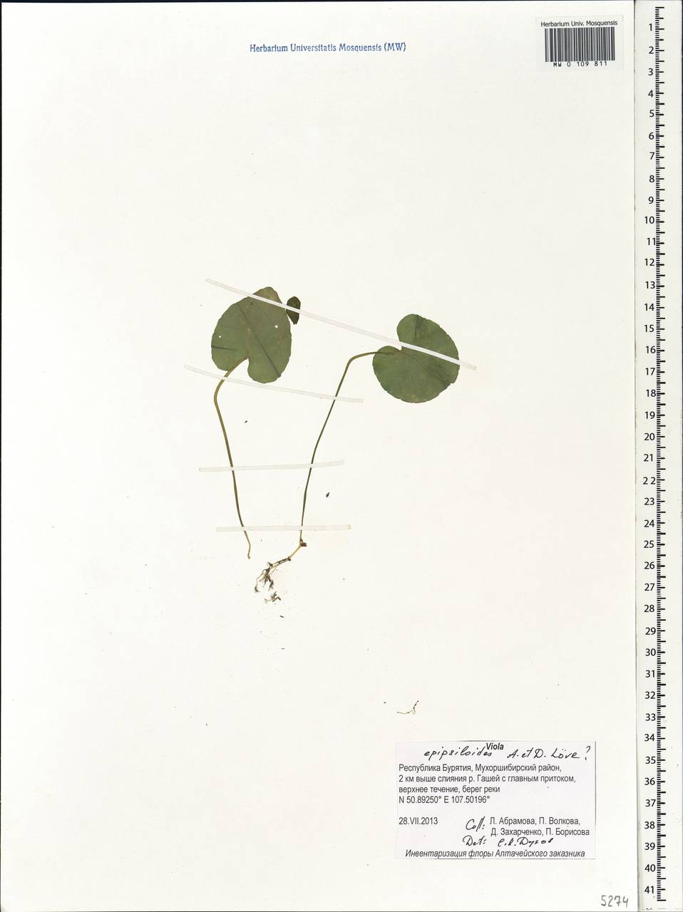 Viola epipsila subsp. repens (Turcz.) W. Becker, Siberia, Baikal & Transbaikal region (S4) (Russia)