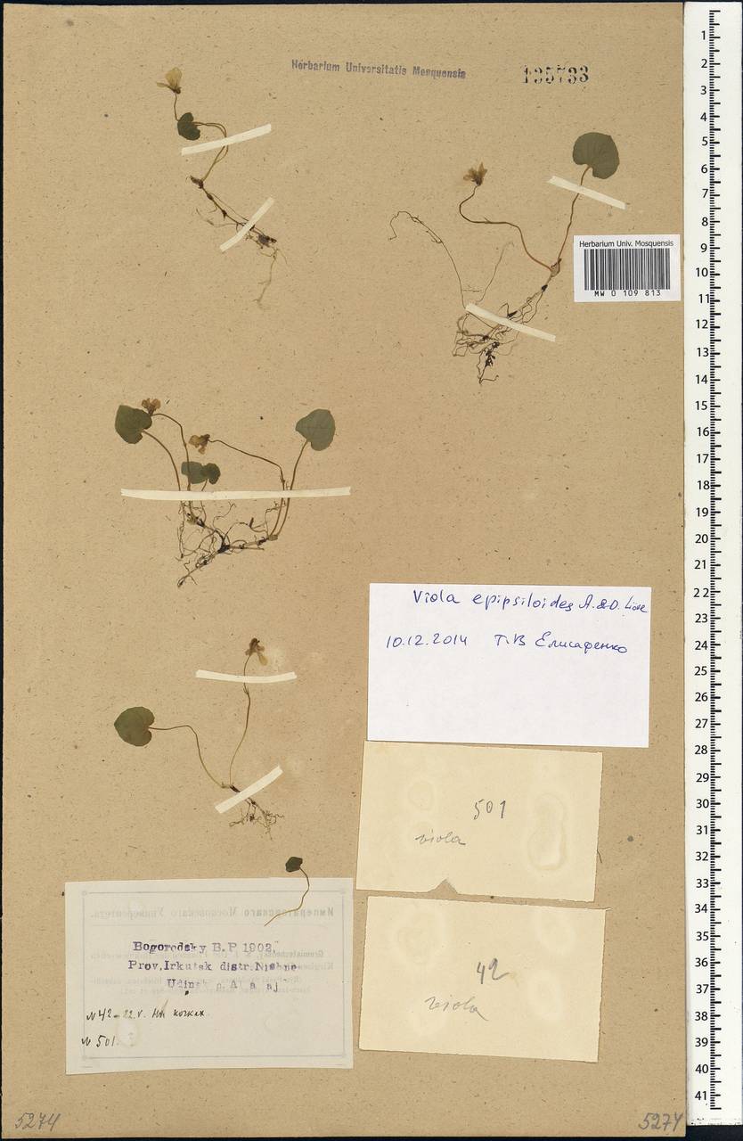Viola epipsila subsp. repens (Turcz.) W. Becker, Siberia, Baikal & Transbaikal region (S4) (Russia)