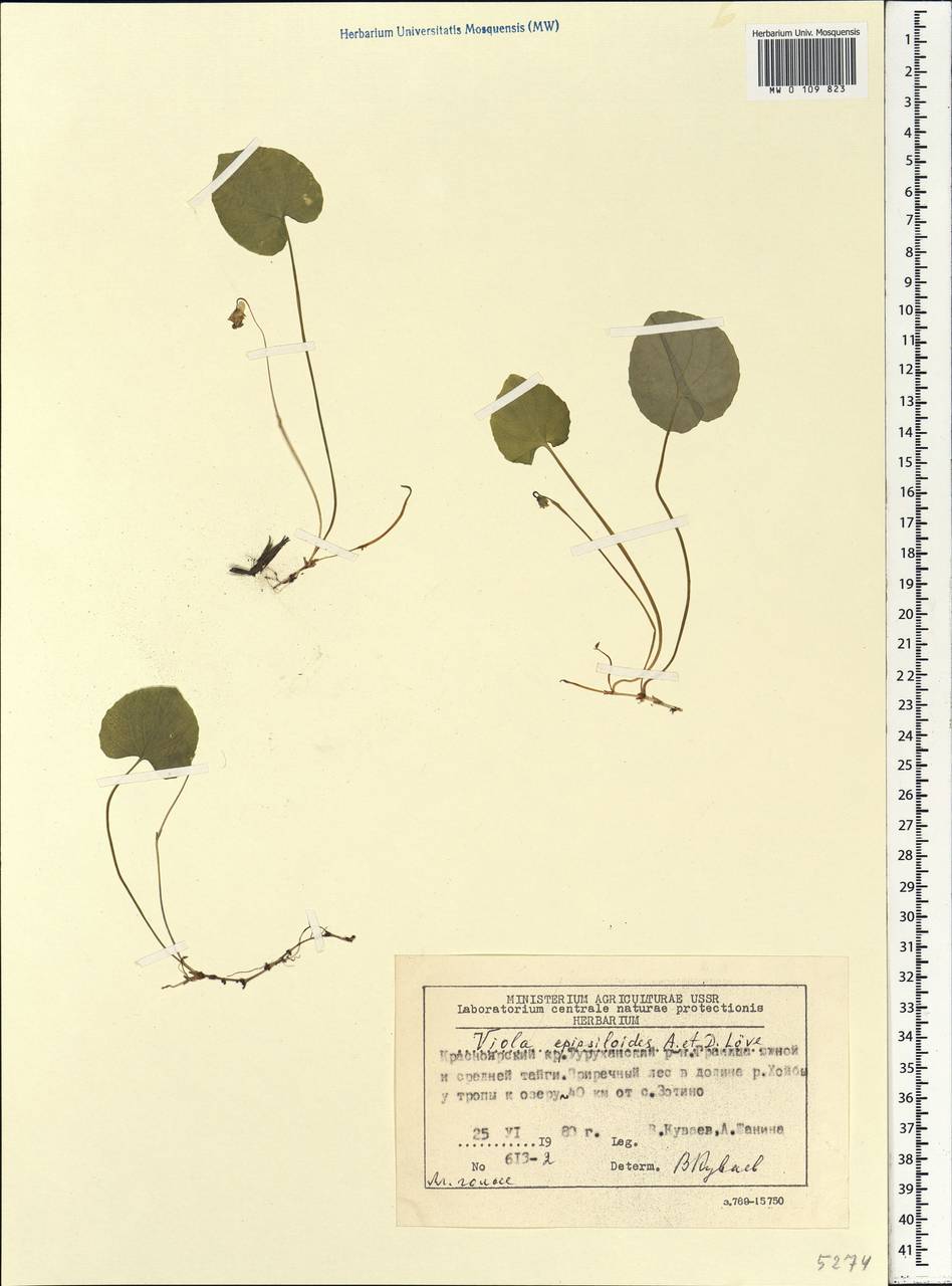 Viola epipsila subsp. repens (Turcz.) W. Becker, Siberia, Central Siberia (S3) (Russia)