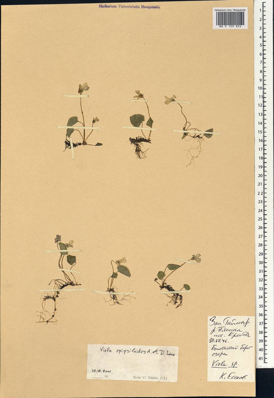Viola epipsila subsp. repens (Turcz.) W. Becker, Siberia, Central Siberia (S3) (Russia)