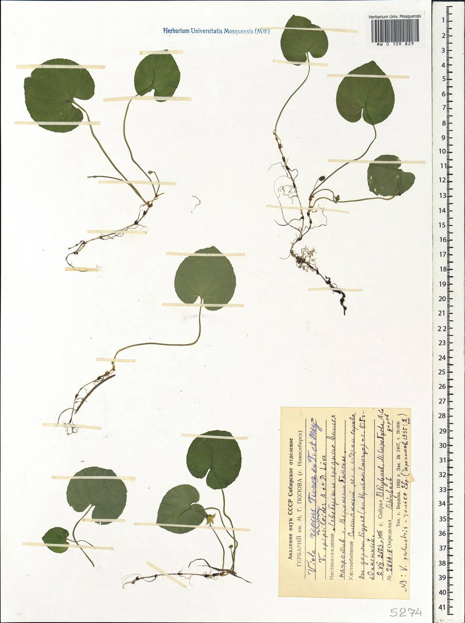 Viola epipsila subsp. repens (Turcz.) W. Becker, Siberia, Central Siberia (S3) (Russia)