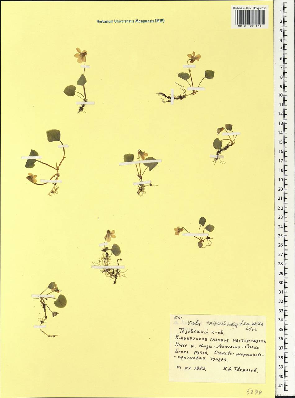 Viola epipsila subsp. repens (Turcz.) W. Becker, Siberia, Western Siberia (S1) (Russia)