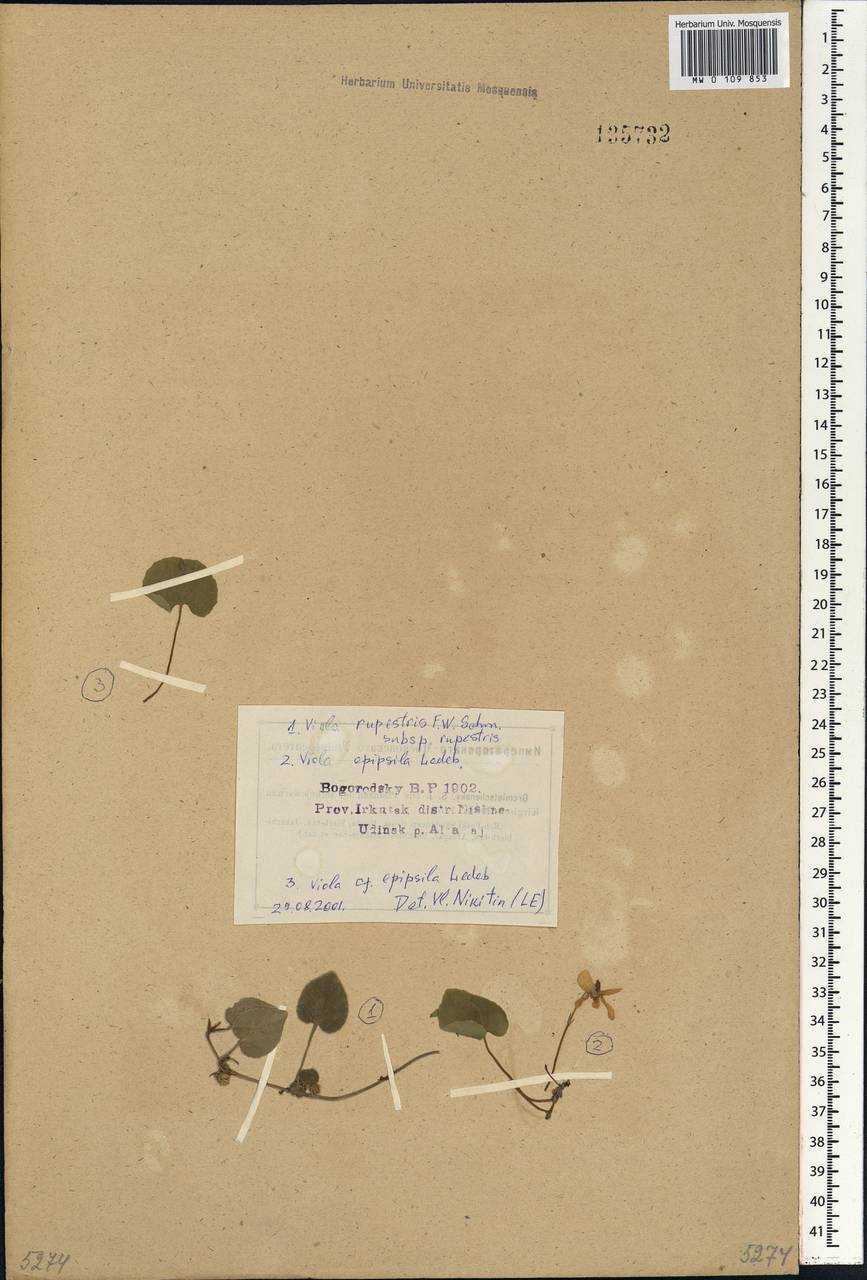Viola epipsila, Siberia, Baikal & Transbaikal region (S4) (Russia)