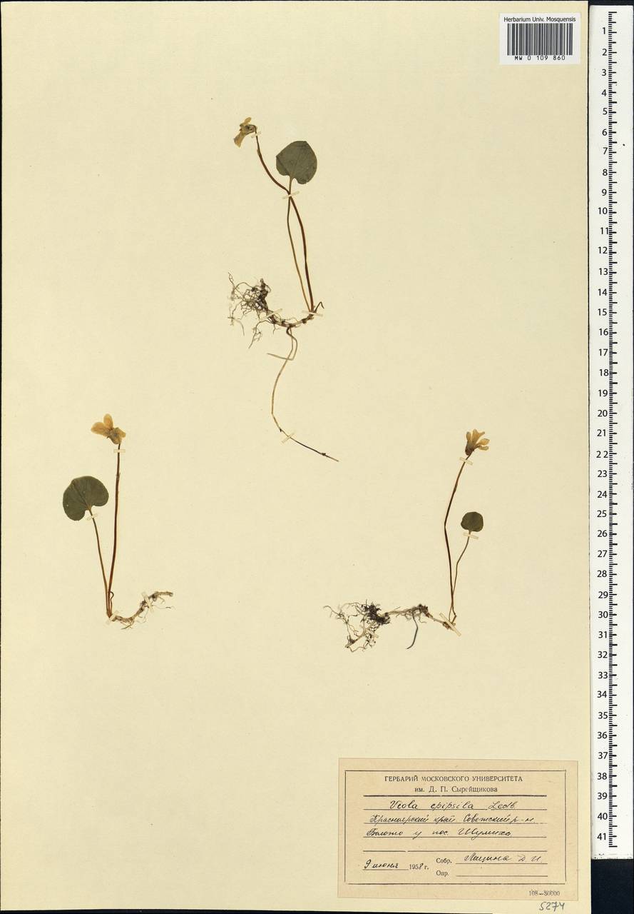 Viola epipsila, Siberia, Central Siberia (S3) (Russia)