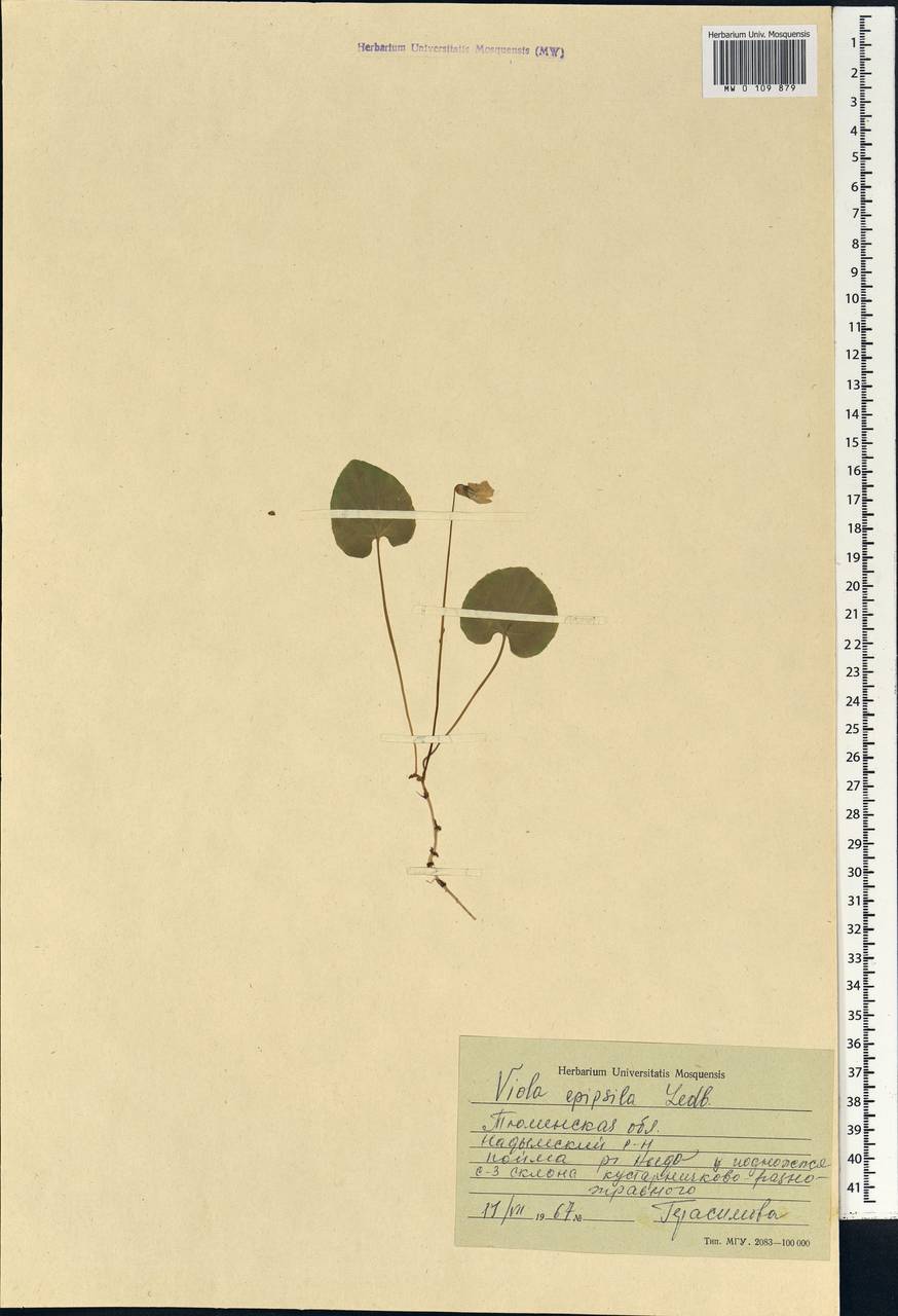 Viola epipsila, Siberia, Western Siberia (S1) (Russia)