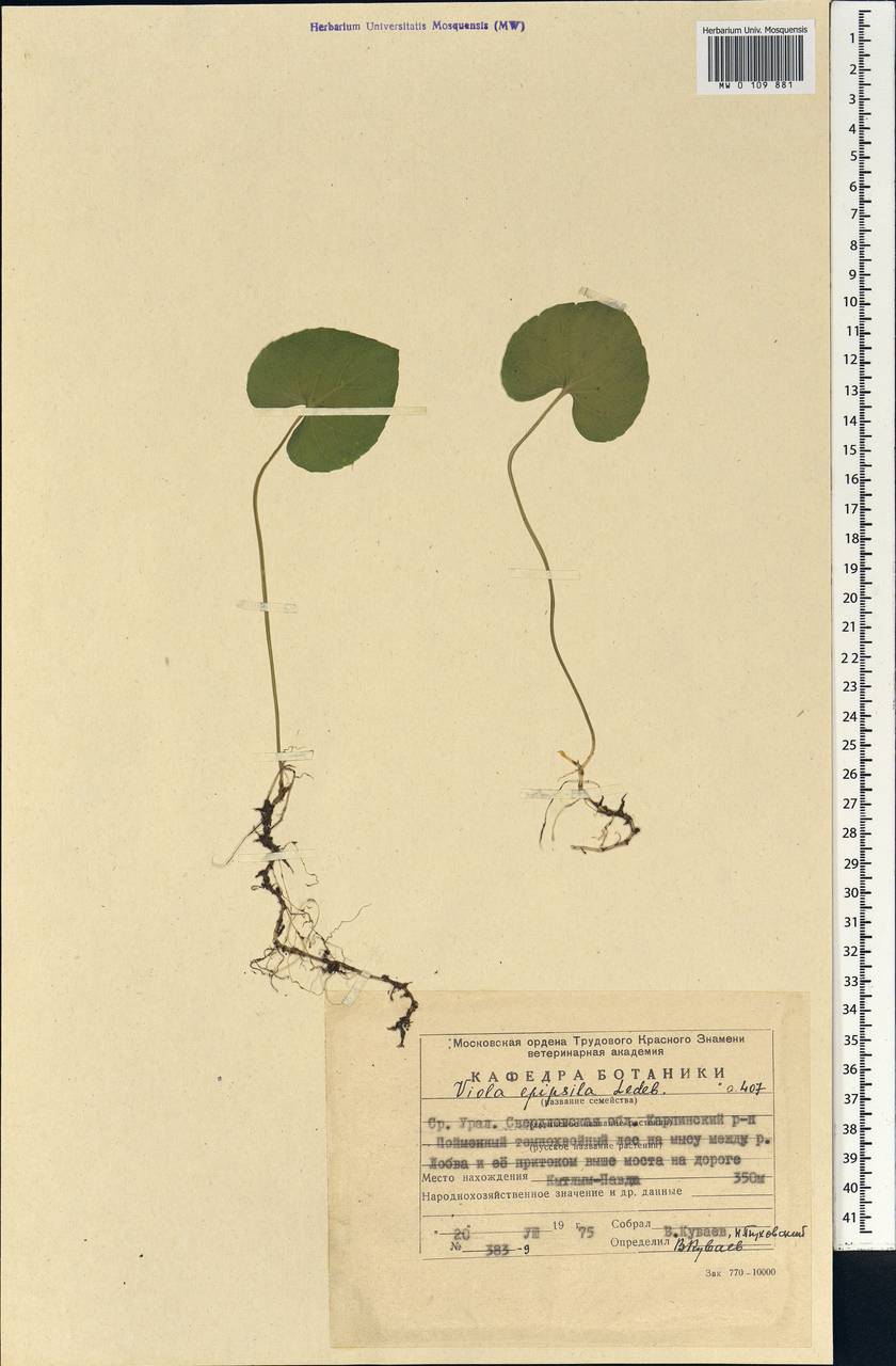 Viola epipsila Ledeb., Eastern Europe, Eastern region (E10) (Russia)