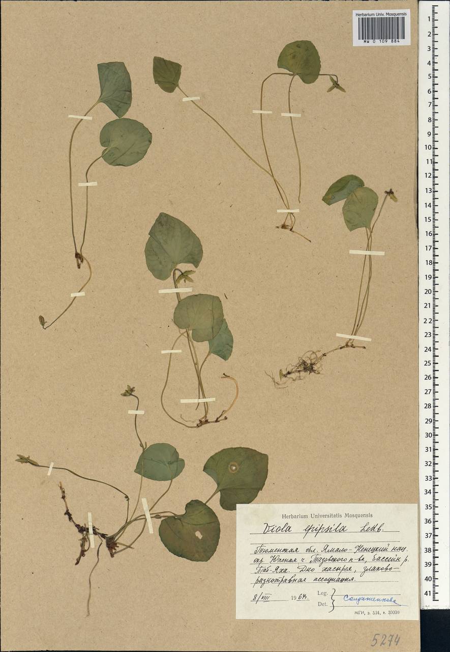Viola epipsila, Siberia, Western Siberia (S1) (Russia)
