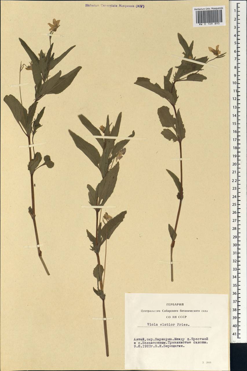 Viola elatior Fr., Siberia, Altai & Sayany Mountains (S2) (Russia)