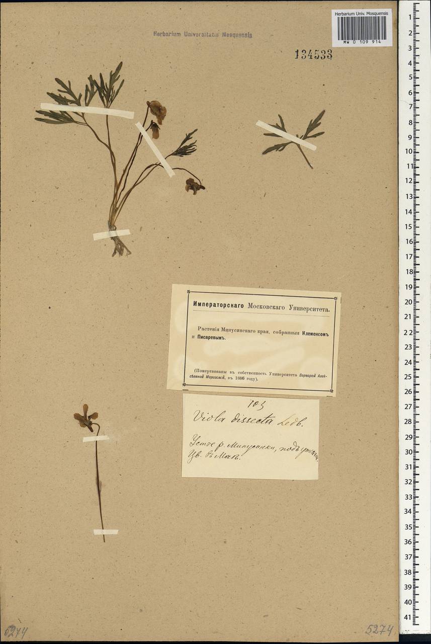 Viola multifida Willd. ex Roem. & Schult., Siberia, Altai & Sayany Mountains (S2) (Russia)