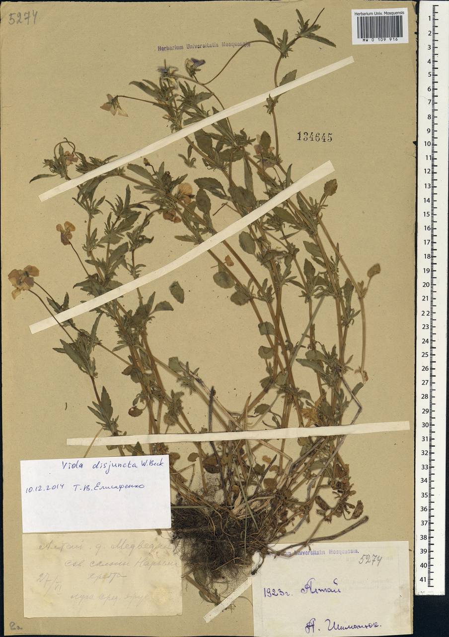 Viola disjuncta W. Becker, Siberia, Western (Kazakhstan) Altai Mountains (S2a) (Kazakhstan)