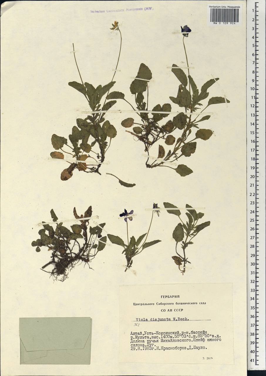 Viola tricolor subsp. tricolor, Siberia, Altai & Sayany Mountains (S2) (Russia)