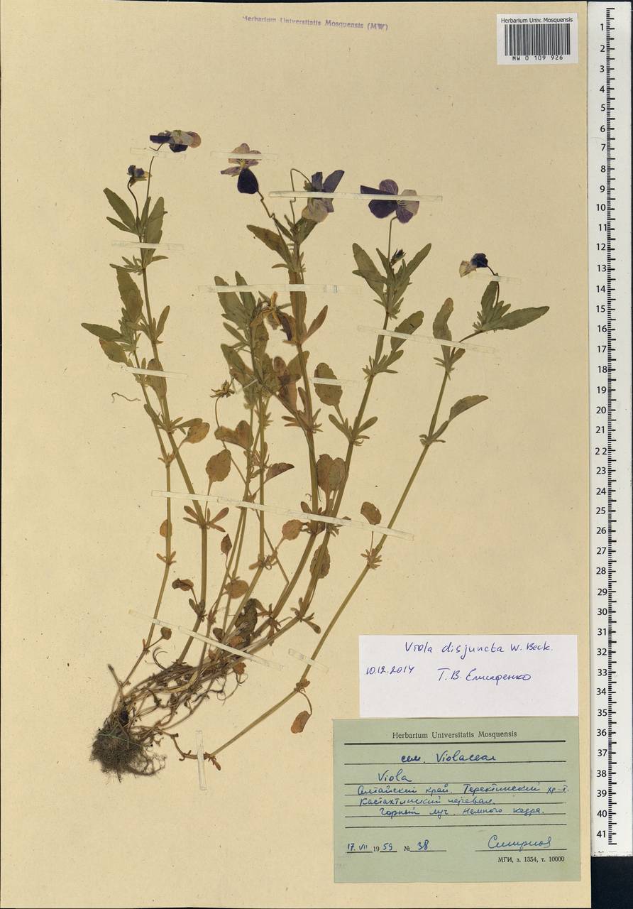 Viola disjuncta W. Becker, Siberia, Altai & Sayany Mountains (S2) (Russia)