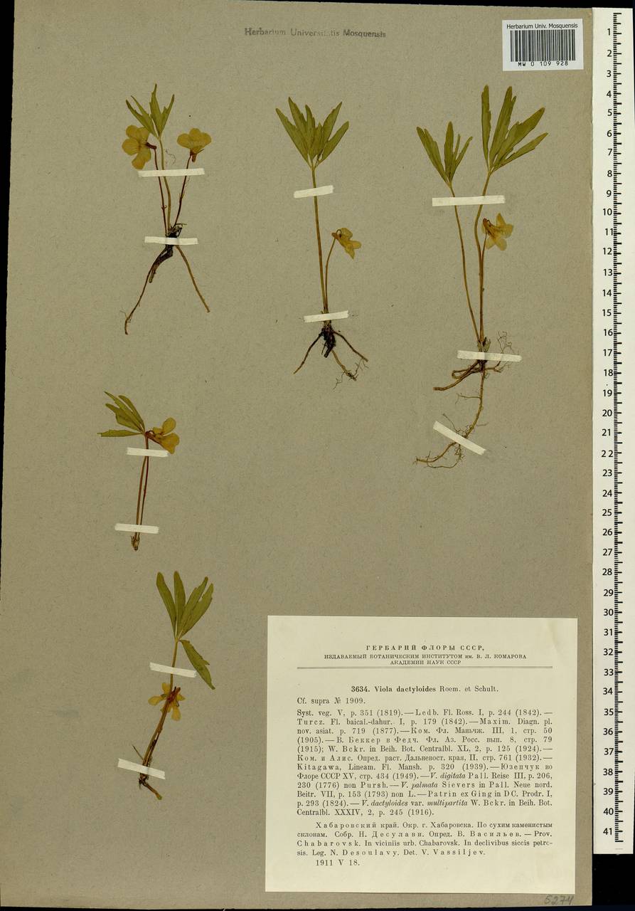 Viola dactyloides Roem. & Schult., Siberia, Russian Far East (S6) (Russia)