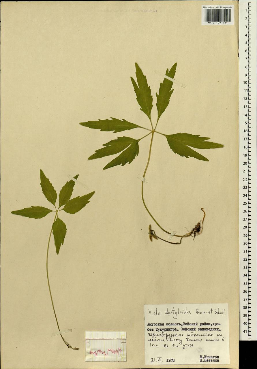 Viola dactyloides Roem. & Schult., Siberia, Russian Far East (S6) (Russia)